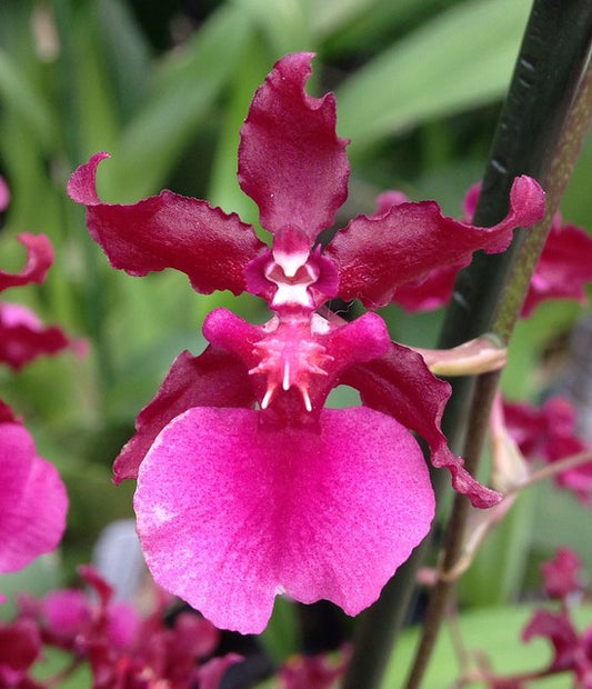 Oncidium Sharry Baby 'Red Fantasy' Orchid. Known for its amazing red chocolate fragrant blooms (sold with no blooms)
