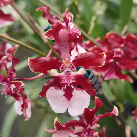 Oncidium Sharry Baby "Sweet Fragrance" Orchid (not in bloom). Super popular! Sweet chocolate fragrant blooms up to twice a year!