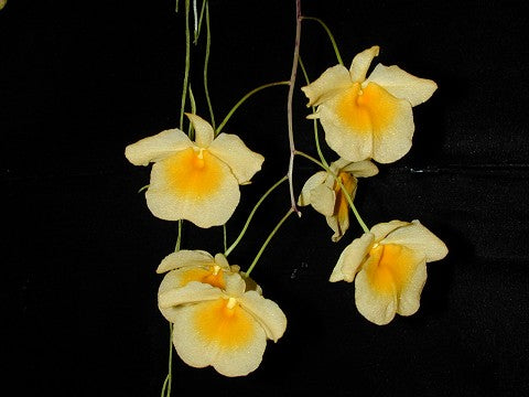 Dendrobium Lindleyi miniature orchid in a 4 inch pot. The flowers have a faint honey like fragrance which is most pronounced early evening.