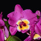 Dendrobium Nobile Bridal Red 'Celebration' Orchid. An easy care orchid with beautiful violet and yellow blooms (sold with no blooms).