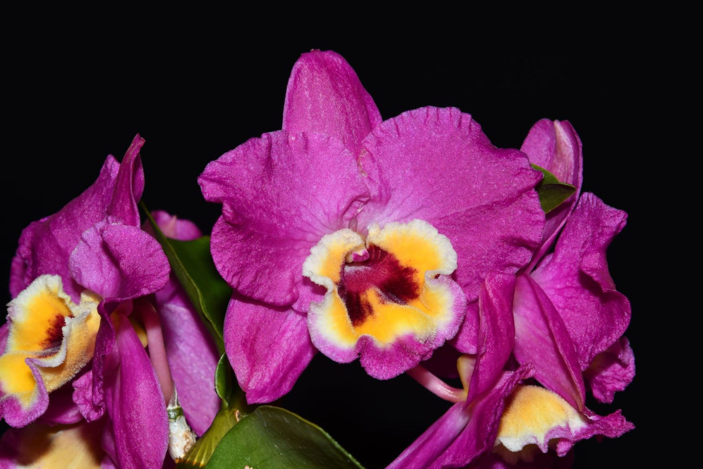 Dendrobium Nobile Bridal Red 'Celebration' Orchid. An easy care orchid with beautiful violet and yellow blooms (sold with no blooms).