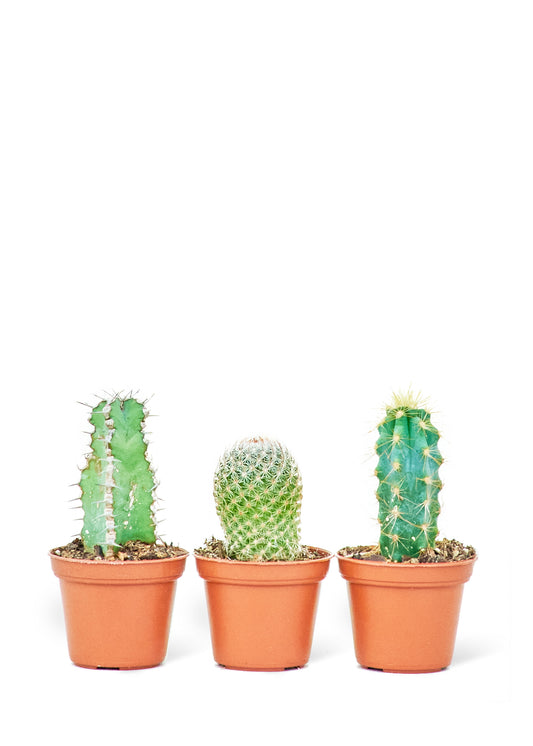Baby Cactus Bundle of 3 small cacti in 2 inch pots. This bundle of three baby cacti (2" pot diameter) offers a solution for those seeking a visually pleasing addition to their space.