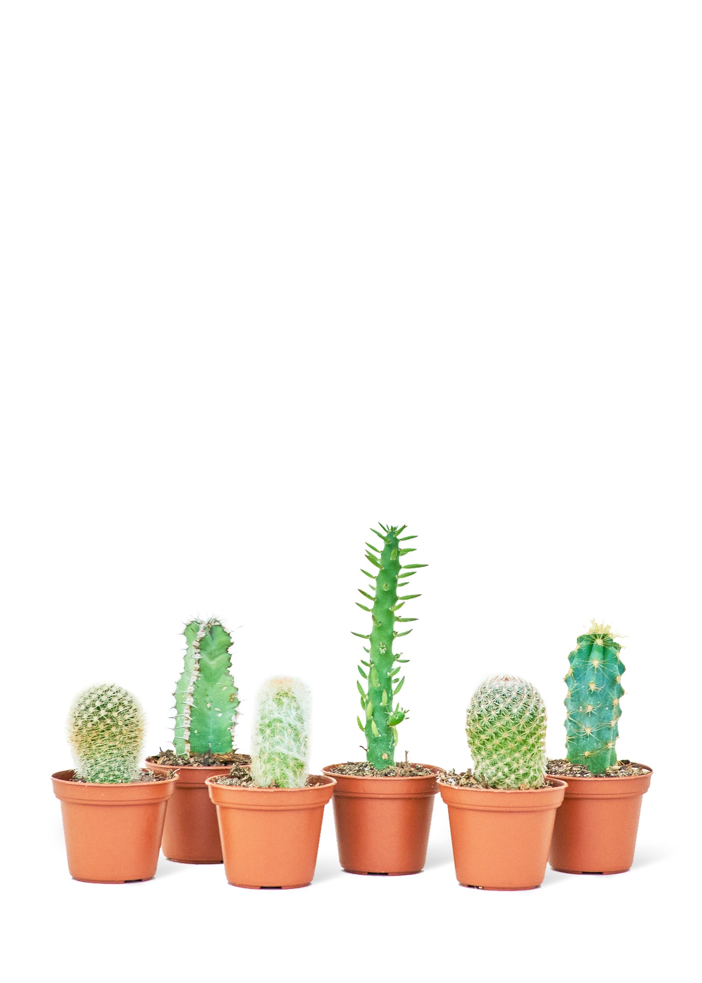 Baby Cactus Bundle of 3 small cacti in 2 inch pots. This bundle of three baby cacti (2" pot diameter) offers a solution for those seeking a visually pleasing addition to their space.