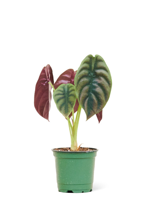 Alocasia 'Red Secret' in a 4 inch pot. This rare alocasia has metallic green and red-toned leaves that are impossible to ignore.
