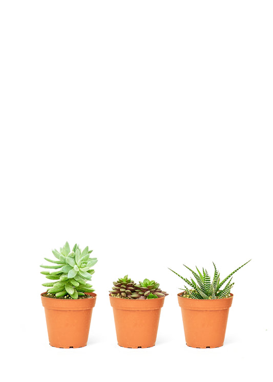 Baby Desert Cactus Box, Extra Small. This bundle of three arid baby succulents (2" pot diameter) offers a solution for those seeking a visually pleasing addition to their space.