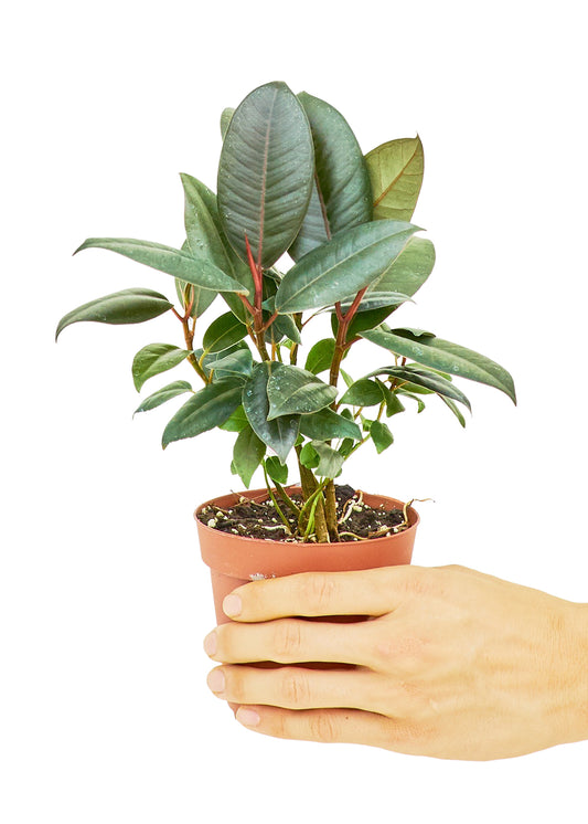 Rubber Tree 'Burgundy' in a 4 inch pot. It belongs to the ficus family and produces a white sap that was once used to make latex rubber.