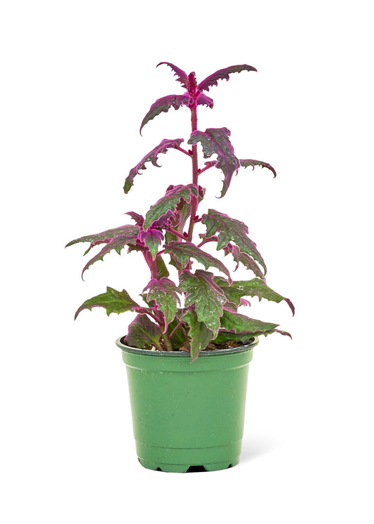 Purple Passion Plant, Small - This plant has stunning, vibrant purple foliage and easy to care for.