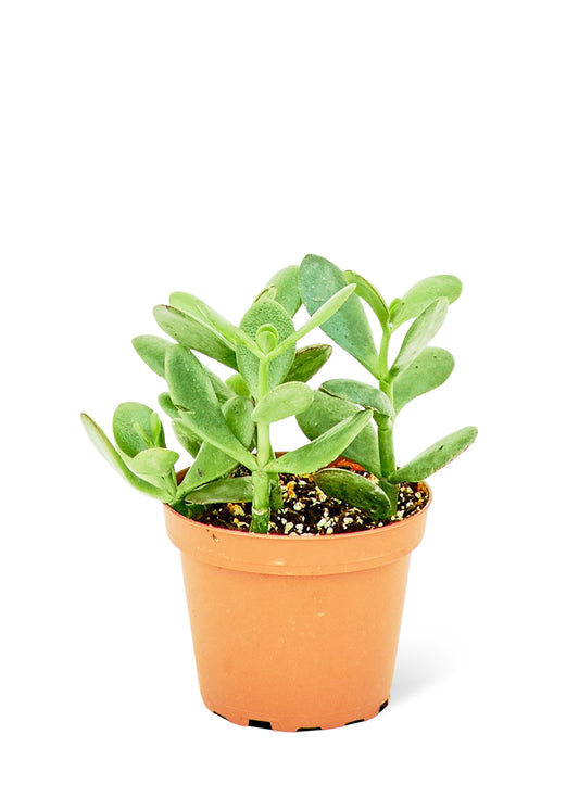 Jade Plant in a 4 inch pot. This low-maintenance plant is perfect for travelers and minimalists alike. With its love for sun and rare waterings, it's ideal for busy schedules.