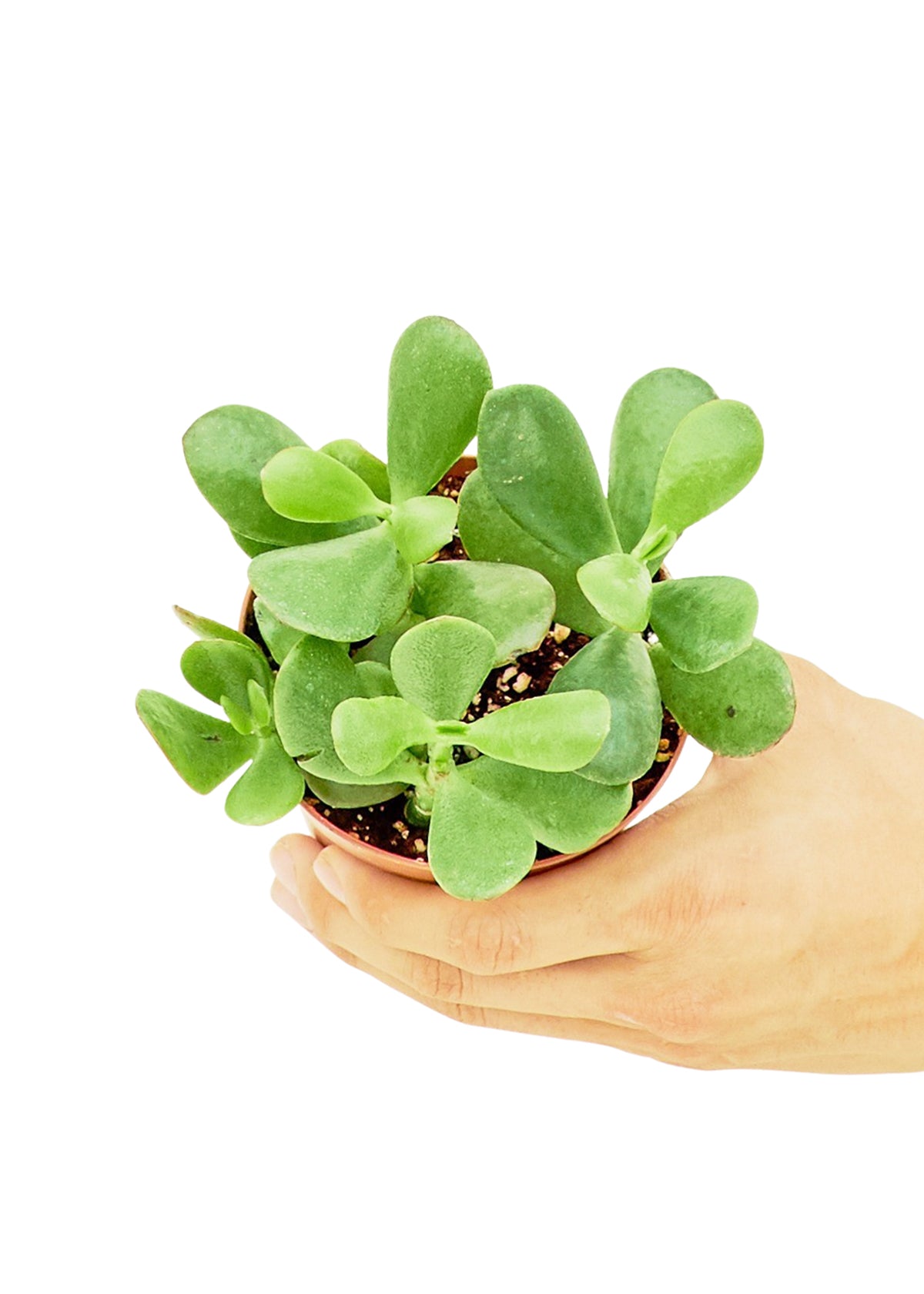 Jade Plant in a 4 inch pot. This low-maintenance plant is perfect for travelers and minimalists alike. With its love for sun and rare waterings, it's ideal for busy schedules.