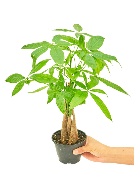 Braided Money Tree  in a 4 inch pot. It is a low-maintenance plant and makes for an excellent gift.