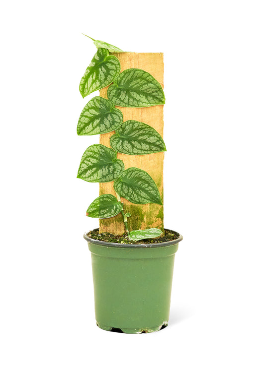 Shingle Plant, Small - the shingle plant loves climbing on poles or wooden boards. It grows upward in a zig-zag form and is a rare plant that is hard to find.