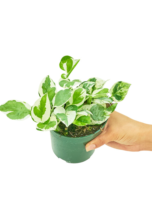 Pothos 'Pearls and Jade' Plant in a 4 inch pot. The plant has variegated leaves that grow on vines.