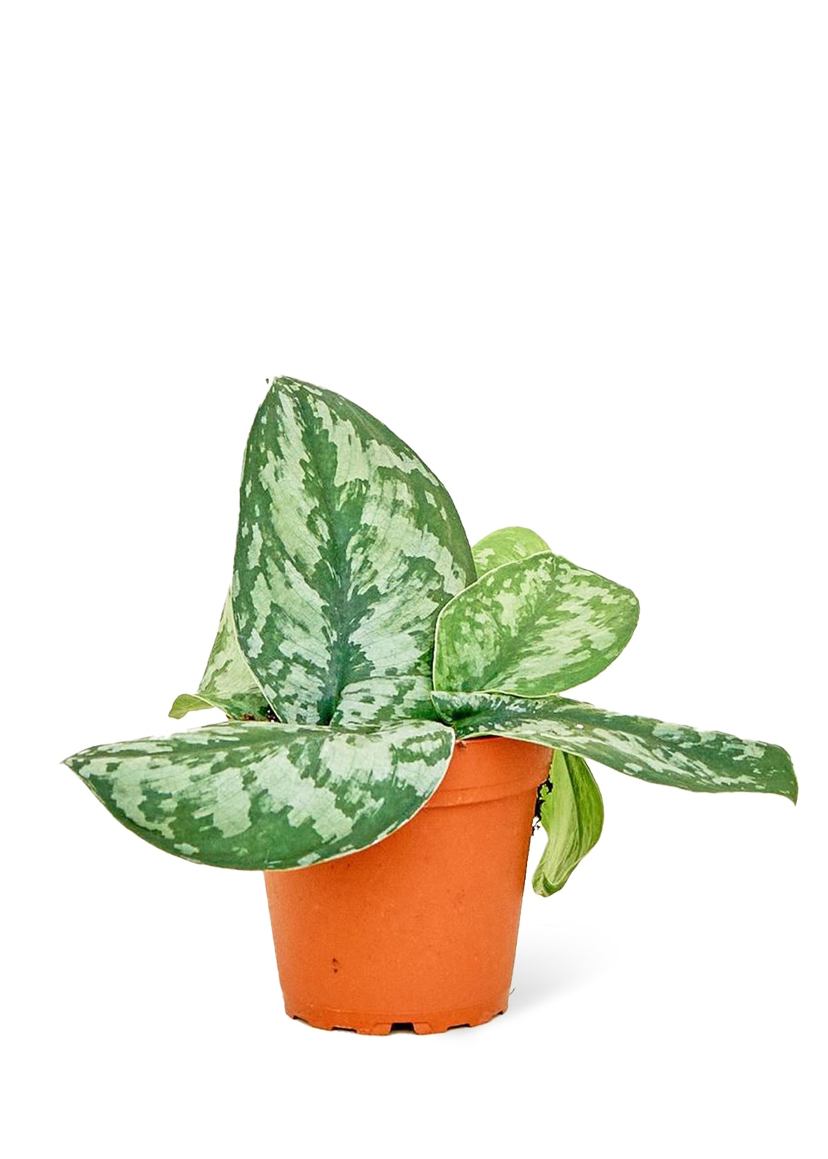 Silver Pothos 'Exotica' in a 4 inch pot. This plant has a trailing habit and can grow up to several feet long.