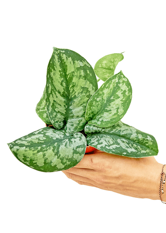 Silver Pothos 'Exotica' in a 4 inch pot. This plant has a trailing habit and can grow up to several feet long.