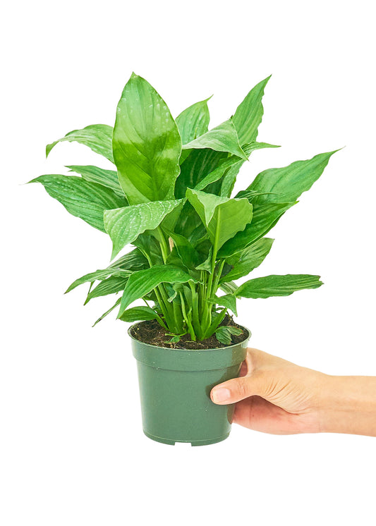 Peace Lily in a 4 inch pot. The Peace Lily is a popular indoor plant that is grown for its attractive foliage and white flowers.
