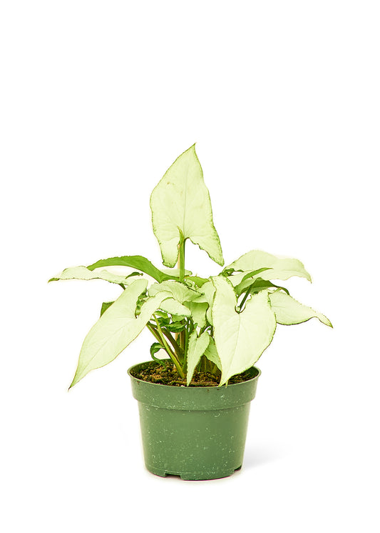 White Arrowhead Plant in a 4 inch pot. This is a relatively easy plant to care for and is popular as a houseplant due to its attractive foliage and low maintenance requirements.