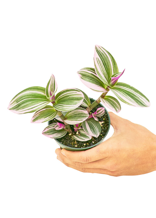 Tradescantia 'Nanouk', Small in a 4 inch pot. Nanouk is a low growing trailing perennial known for its striking purple green variegation.