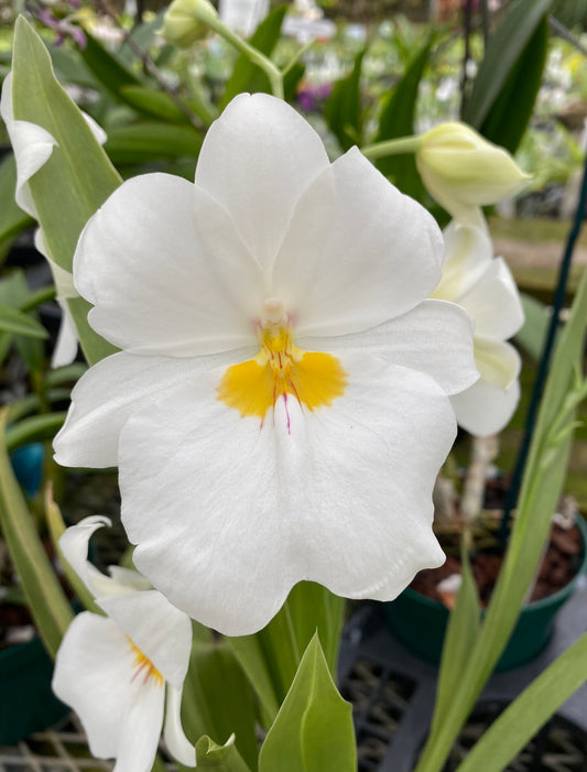 Miltoniopsis Rene Komoda 'Pacific Clouds' in a 4 inch pot (not in bloom). The white blooms have a pink and yellow center. Very fragrant!