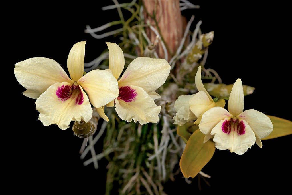 Dendrobium Albosanguineum Orchid on a cedar shingle - not in bloom. Dendrobium albosanguineum is a rare species found mainly in Thailand.