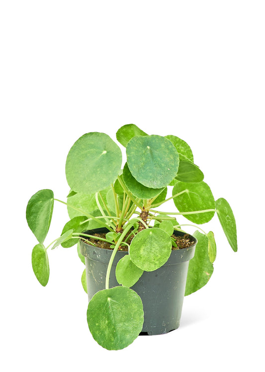 Chinese Money Plant (Pilea peperomioides)