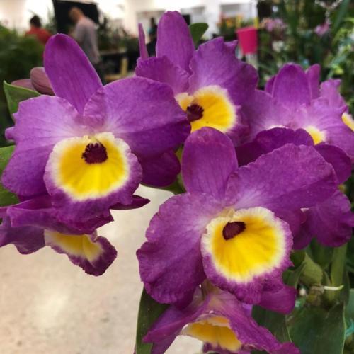 Dendrobium Nobile Bridal Red 'Lady Luck' Orchid. An easy care orchid with beautiful violet and yellow blooms 
