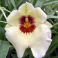 Miltoniopsis Arthur Cobbledick 'Springtime' orchid in a 4 inch pot. The blooms are soft creamy yellow with a red splash.