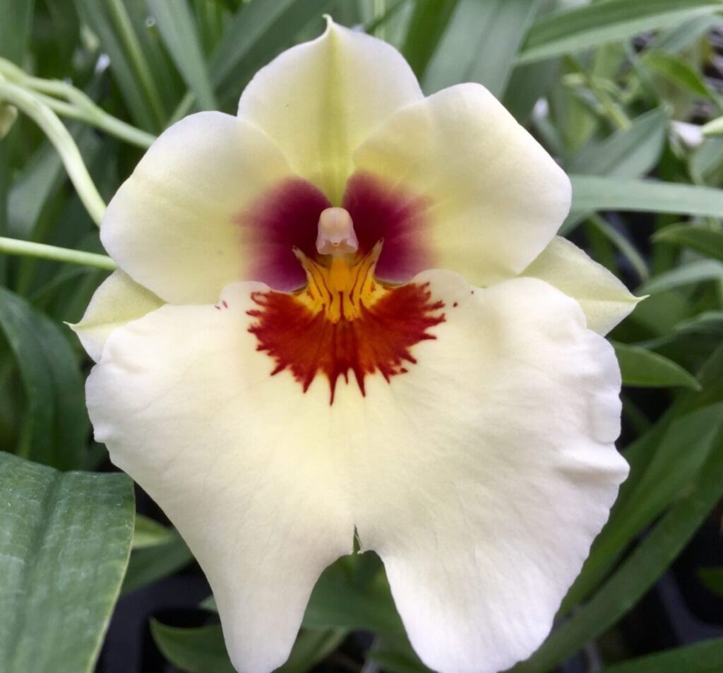 Miltoniopsis Arthur Cobbledick 'Springtime' orchid in a 4 inch pot. The blooms are soft creamy yellow with a red splash.