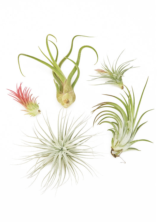 Mystery Air Plant Box 5-Pack. This assortment of pet friendly air plants come in a range of shapes, colors, and sizes.