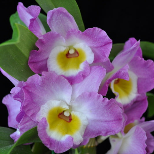Dendrobium Nobile Angel Moon 'Love Letter'. A beautiful nobile orchid with beautiful voilet blooms and a yellow center (sold with no blooms)