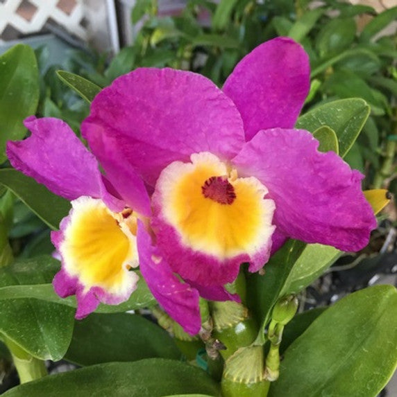 Dendrobium Nobile Bridal Red 'Lady Luck' Orchid. An easy care orchid with beautiful violet and yellow blooms 