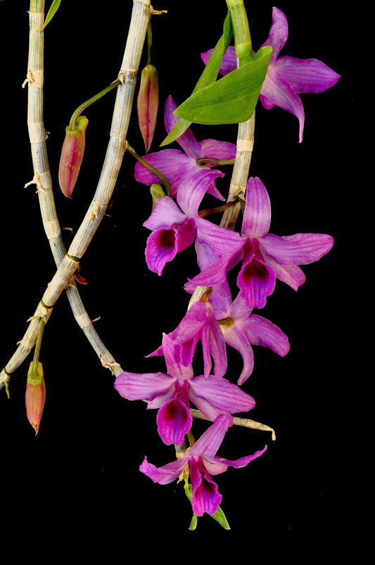 Dendrobium Anosmum Purple Orchid mounted on a cedar shingle (not in bloom). She has long lasting fragrant purple blooms in the spring!