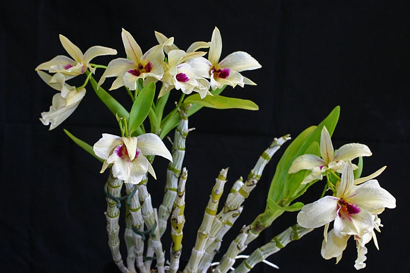 Dendrobium Albosanguineum Orchid on a cedar shingle - not in bloom. Dendrobium albosanguineum is a rare species found mainly in Thailand.