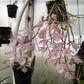 The Dendrobium Aphyllum is also famous by another name “hooded orchid”. This epiphytic plant holds a stunning blend of pink and violet flowers. Its unique characteristic of a tall stem and leafless design adds to its popularity among orchid lovers. 