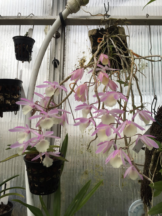 The Dendrobium Aphyllum is also famous by another name “hooded orchid”. This epiphytic plant holds a stunning blend of pink and violet flowers. Its unique characteristic of a tall stem and leafless design adds to its popularity among orchid lovers. 