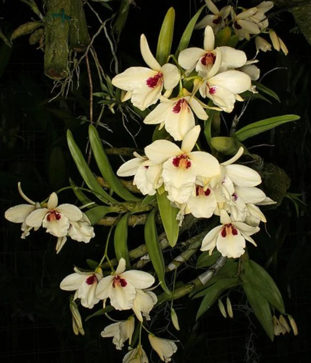 Dendrobium Albosanguineum Orchid on a cedar shingle - not in bloom. Dendrobium albosanguineum is a rare species found mainly in Thailand.