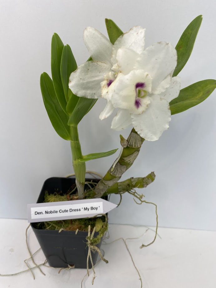 Dendrobium Nobile Cute Dress 'My Boy'. A beautiful nobile orchid with beautiful white blooms and a violet center (sold with no blooms).