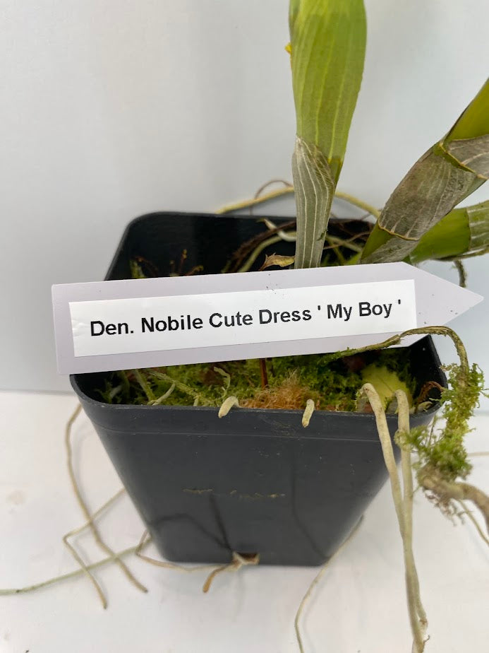 Dendrobium Nobile Cute Dress 'My Boy'. A beautiful nobile orchid with beautiful white blooms and a violet center (sold with no blooms).