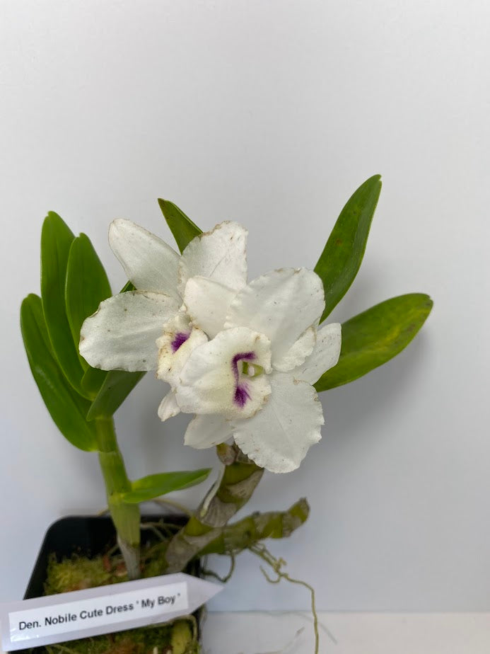 Dendrobium Nobile Cute Dress 'My Boy'. A beautiful nobile orchid with beautiful white blooms and a violet center (sold with no blooms).