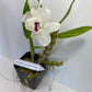 Dendrobium Nobile Cute Dress 'My Boy'. A beautiful nobile orchid with beautiful white blooms and a violet center (sold with no blooms).