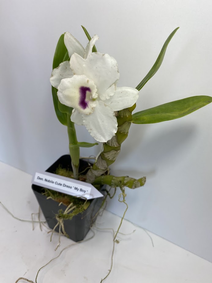 Dendrobium Nobile Cute Dress 'My Boy'. A beautiful nobile orchid with beautiful white blooms and a violet center (sold with no blooms).