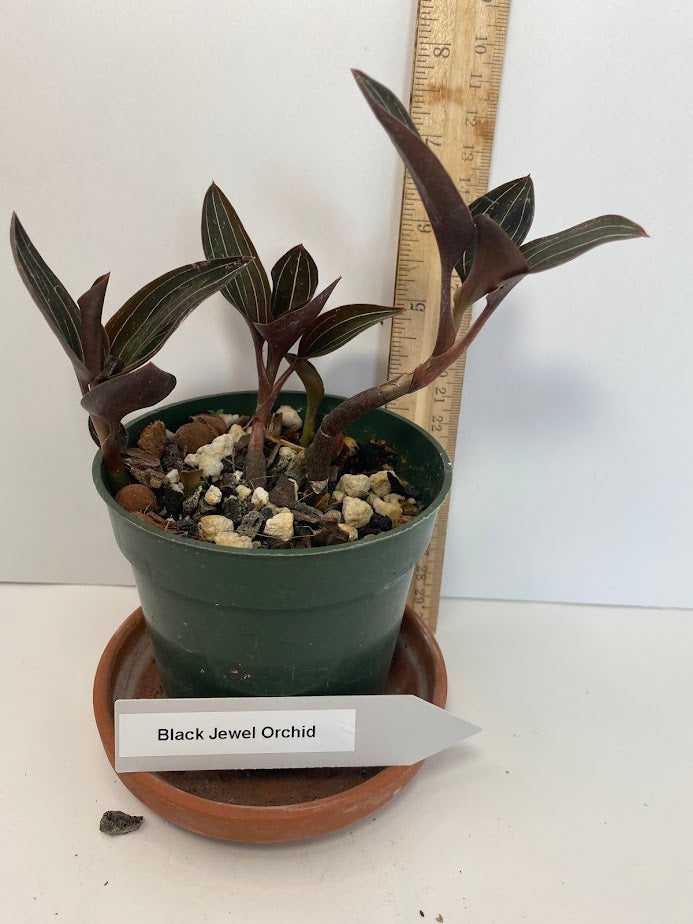 Black Jewel Orchid - Ludisia Discolor (not in bloom).