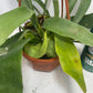 This is a healthy Staghorn Fern (Platycerium Bifurcatum) that comes with a FREE deluxe hanging pot. Really hard to find!&nbsp;