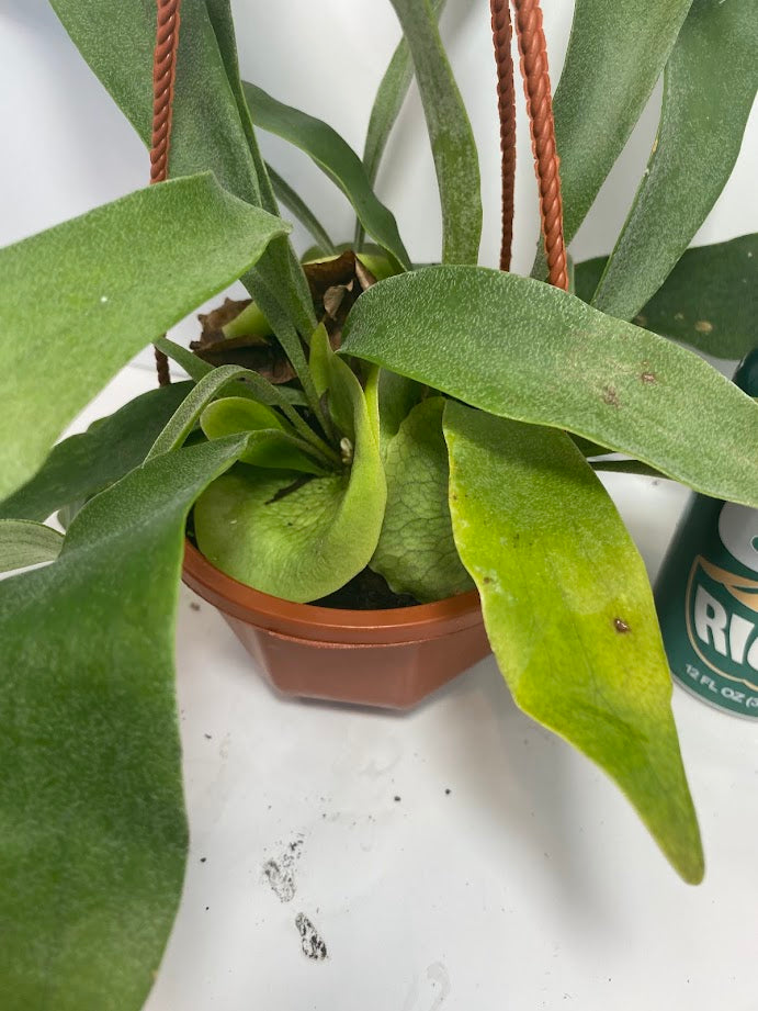 This is a healthy Staghorn Fern (Platycerium Bifurcatum) that comes with a FREE deluxe hanging pot. Really hard to find!&nbsp;