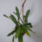 This is a healthy Staghorn Fern (Platycerium Bifurcatum) that comes with a FREE deluxe hanging pot. Really hard to find!&nbsp;