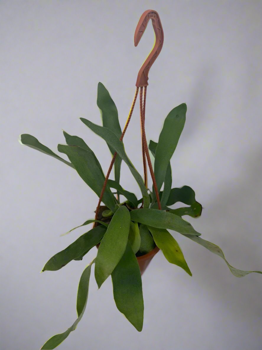 This is a healthy Staghorn Fern (Platycerium Bifurcatum) that comes with a FREE deluxe hanging pot. Really hard to find!&nbsp;