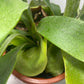 This is a healthy Staghorn Fern (Platycerium Bifurcatum) that comes with a FREE deluxe hanging pot. Really hard to find!&nbsp;