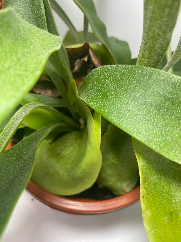 This is a healthy Staghorn Fern (Platycerium Bifurcatum) that comes with a FREE deluxe hanging pot. Really hard to find!&nbsp;