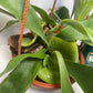 This is a healthy Staghorn Fern (Platycerium Bifurcatum) that comes with a FREE deluxe hanging pot. Really hard to find!