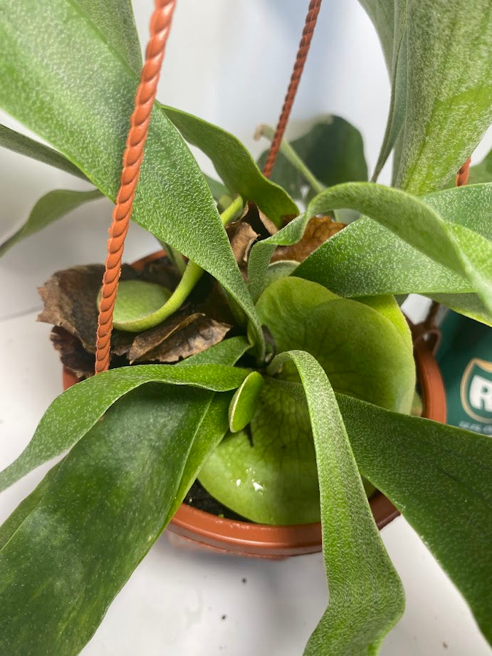 This is a healthy Staghorn Fern (Platycerium Bifurcatum) that comes with a FREE deluxe hanging pot. Really hard to find!