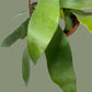 This is a healthy Staghorn Fern (Platycerium Bifurcatum) that comes with a FREE deluxe hanging pot. Really hard to find!&nbsp;